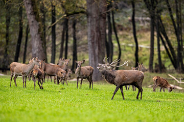 Red Deer during the rutting season