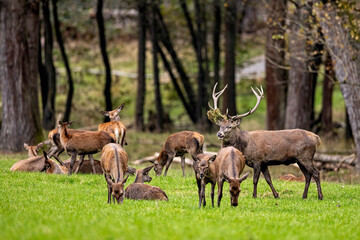Red Deer during the rutting season