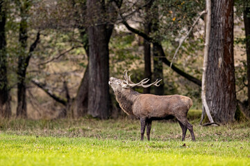 Red Deer during the rutting season