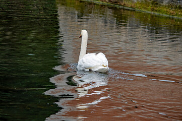 Ein weißer Schwan auf dem Wasser