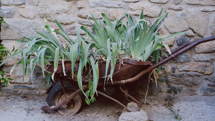 plant in a wheelbarrow pot