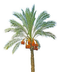 Close up of Date palm