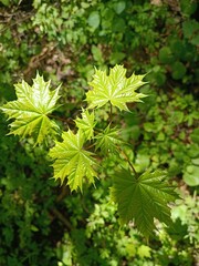 leaves of a chestnut