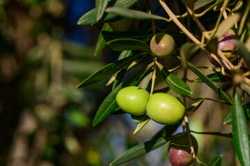 The first plane of a branch of olive tree with mature olives ready to harvest