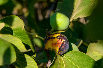 birds spoiled the figs on the branch