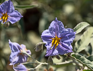 Close up of violet Flower