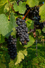 Obraz premium Vignobles de Moselle en France. Grosses grappes de raisin en septembre avant les vendanges. Cépages Muller-Thurgau, Auxerrois, Pinot noir , Pinot gris. 