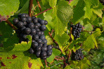 Vignobles de Moselle en France. Grosses grappes de raisin en septembre avant les vendanges. Cépages Muller-Thurgau, Auxerrois, Pinot noir , Pinot gris. 