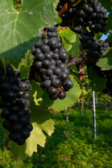 Vignobles de Moselle en France. Grosses grappes de raisin en septembre avant les vendanges. Cépages Muller-Thurgau, Auxerrois, Pinot noir , Pinot gris. 