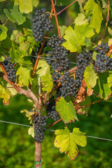 Vignobles de Moselle en France. Grosses grappes de raisin en septembre avant les vendanges. Cépages Muller-Thurgau, Auxerrois, Pinot noir , Pinot gris. 