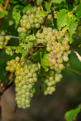 Vignobles de Moselle en France. Grosses grappes de raisin en septembre avant les vendanges. Cépages Muller-Thurgau, Auxerrois, Pinot noir , Pinot gris. 
