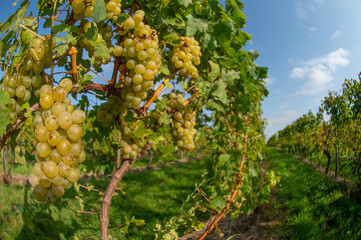 Vignobles de Moselle en France. Grosses grappes de raisin en septembre avant les vendanges. Cépages Muller-Thurgau, Auxerrois, Pinot noir , Pinot gris. 