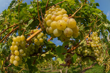 Vignobles de Moselle en France. Grosses grappes de raisin en septembre avant les vendanges. Cépages Muller-Thurgau, Auxerrois, Pinot noir , Pinot gris. 