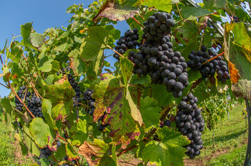 Vignobles de Moselle en France. Grosses grappes de raisin en septembre avant les vendanges. Cépages Muller-Thurgau, Auxerrois, Pinot noir , Pinot gris. 