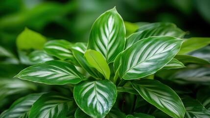 Obraz premium A calathea plant in a pot, its lush striped leaves displayed in clear detail, beautifully lit with soft, natural lighting, creating a peaceful atmosphere.