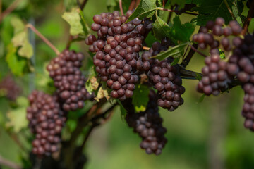 Vignobles de Moselle en France. Grosses grappes de raisin en septembre avant les vendanges. Cépages Muller-Thurgau, Auxerrois, Pinot noir , Pinot gris. 
