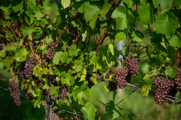Vignobles de Moselle en France. Grosses grappes de raisin en septembre avant les vendanges. C&eacute;pages Muller-Thurgau, Auxerrois, Pinot noir , Pinot gris. 