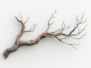 Fototapeta premium isolated dry tree branch against a pure white background, symbolizing resilience and simplicity, capturing the beauty of nature's minimalist forms and inviting contemplation