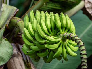 Banana tree (Musa acuminata), photographed in the spice garden Le Jardin du Roi on Mahé,...