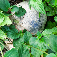 green melons in the garden