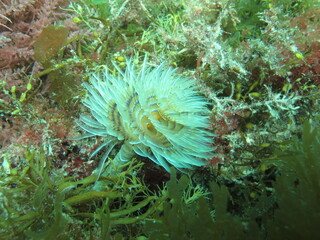 Week-end de plong&eacute;e au Glenan