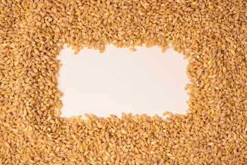 Wheat grain isolated on a white background.