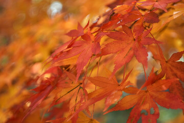 紅葉したもみじ