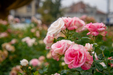 roses growing in the city in autumn. pink blooming roses against the background of urban architecture. rose flower.