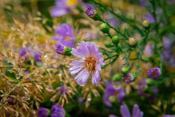 close-up of blooming blue Aster flowers among ornamental grasses in a flower bed in the garden.