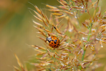Asian ladybug, an invasive beetle in Europe sitting on blades of ornamental grass in the garden. destructive ladybug. © Adam