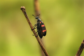 bright black and red Poisonous Blister Beetle, Mylabris pustulata, family Meloidae (the blister beetles), so called for their defensive secretion of a blistering agent, cantharidin.