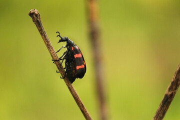 bright black and red Poisonous Blister Beetle, Mylabris pustulata (the blister beetles) it is a beetle of the family Meloidae, so called for their defensive secretion of a blistering agent cantharidin