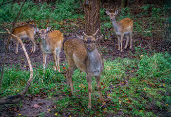 group of fallow deer standing in a green clearing in the forest. male and female mammals © Adam
