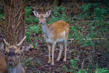 group of fallow deer standing in a green clearing in the forest. male and female mammals © Adam