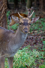 fallow deer dama dama standing in the forest on a green glade. male and female mammals. a species of mammal from the deer family. side portrait of a wild animal © Adam