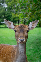 fallow deer lady lady of black color standing in the forest on a green glade. male and female mammals. a species of mammal from the deer family. portrait of a wild animal © Adam