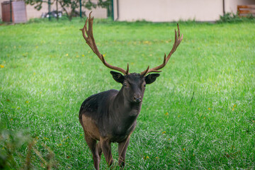 fallow deer lady lady of black color standing in the forest on a green glade. male and female mammals. a species of mammal from the deer family. portrait of a wild animal with horns.