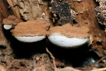 Twin cute round cake-like Artist's bracket mushroom that looks like chocolate on top of white...