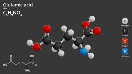 Molecule of Glutamic acid (C5H9NO4) is a non-essential amino acid crucial for protein synthesis and neurotransmission. Chemical model: Ball and Stick. Gray background. 3d illustration