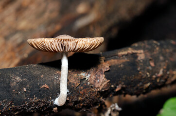 朽木に自生するハイイロイタチタケ茸（自然光+ストロボ・マクロ接写）