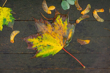 yellow-orange leaf lying on brown boards. autumn in the city park. autumn decorations © Adam