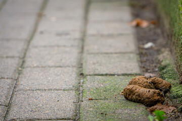 dog feces lying on the sidewalk in the city center. dog shit on the paving stones.