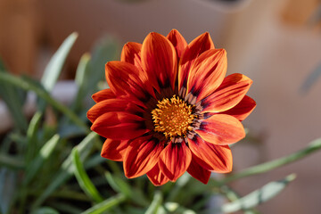 Gazania orange blooms on the balcony