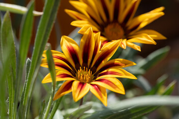 Gazania on the balcony