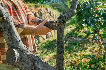 Seasonal pruning of trees. Gardener pruning tree with reciprocating saw in the orchard, cutting...