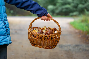 a child holding a wicker basket full of edible mushrooms. basket with mushrooms in the forest during mushroom picking. boletus mushrooms, boletus mushrooms © Adam