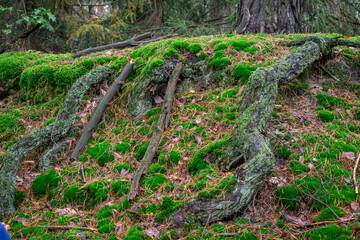 huge roots of a tree growing in the forest © Adam