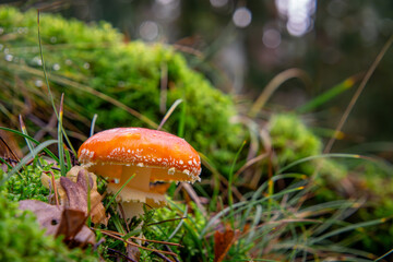 red Spotted Toadstool, a poisonous mushroom growing in the forest. blurry background.
