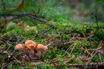 inedible mushrooms growing in a group next to each other, forest in autumn.