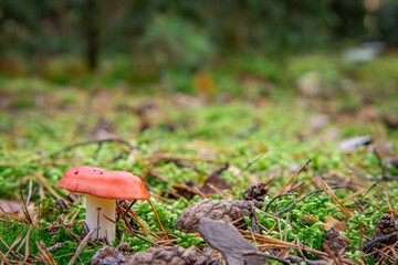 mushrooms dove vomit. inedible mushroom in the forest in autumn